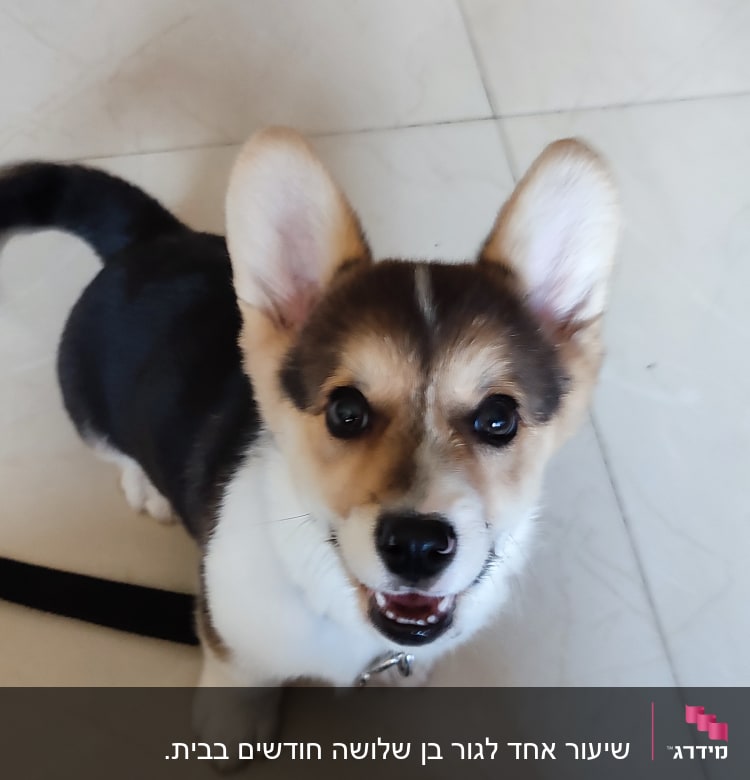 כלב קטן עם רצועה על רצפה בהירה